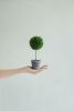 S/3 D3.5x9.5" Mini Faux Potted Boxwood Topiaries